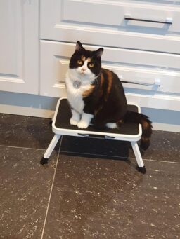 image client 9 Marchepied Pliable SONGMICS GSL01WT