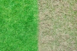 Image du fabricant 8 du RYOBI Scarificateur sans Fil 18V One+