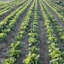 Image du fabricant 9 du Motobineuse Électrique sans fil TaskStar